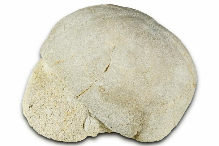 Cretaceous Sea Urchin (Collyrites) Fossil - Belgium #327217